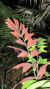 leaf1.jpg